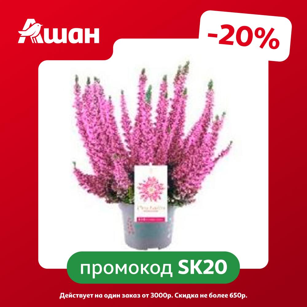 Саженцы декоративно-лиственных кустарников Каллуна (Вереск) Бьюти Леди Первая леди в горшке d 11 h 15-20 см, 1 шт