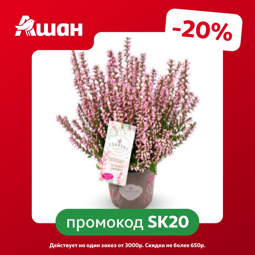 Саженцы декоративно-лиственных кустарников Каллуна (Вереск) Лоннеби в горшке d 11 h 15-20 см, 1 шт