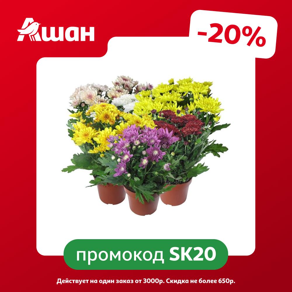Рассада цветов Хризантема в ассортименте в горшке, d 13 см ИП Хаустов Б.И.