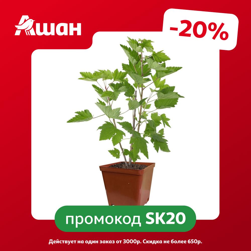Саженцы плодово-ягодных кустарников Смородина красная Кутепово в горшке C2 h 40 см, 1 шт